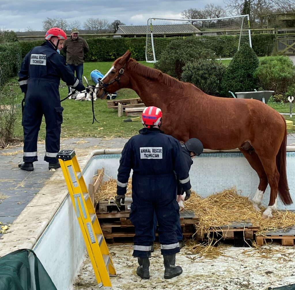 Fire crew rescuing horse
