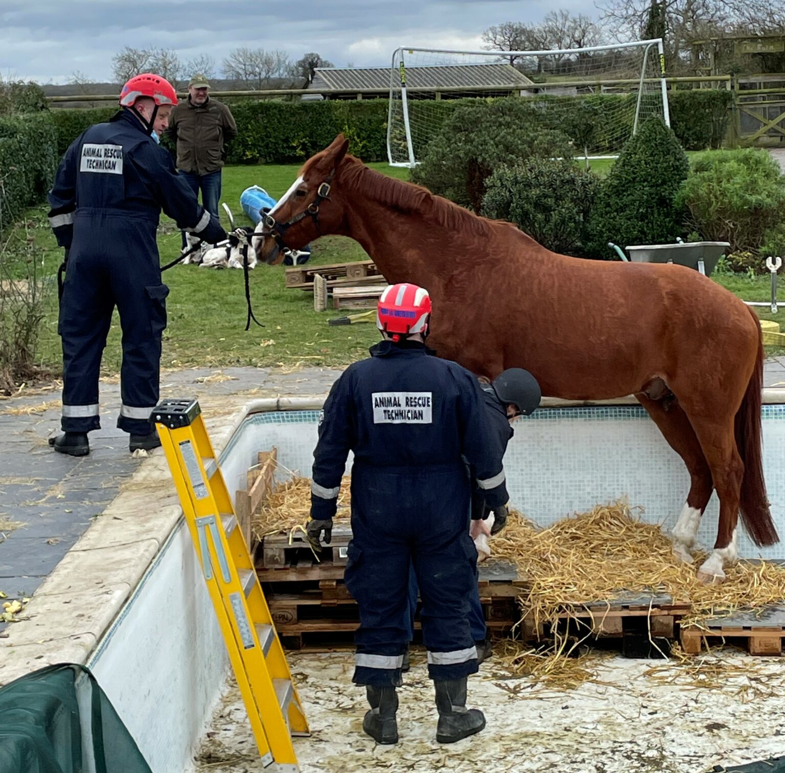 Animal Rescue Technicians rescue horse from swimming pool